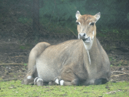 Nilgai at the Safaripark Beekse Bergen, viewed from the car during the Autosafari