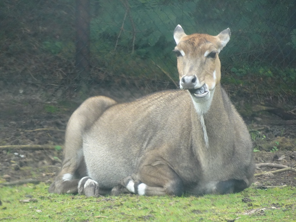 Nilgai at the Safaripark Beekse Bergen, viewed from the car during the Autosafari