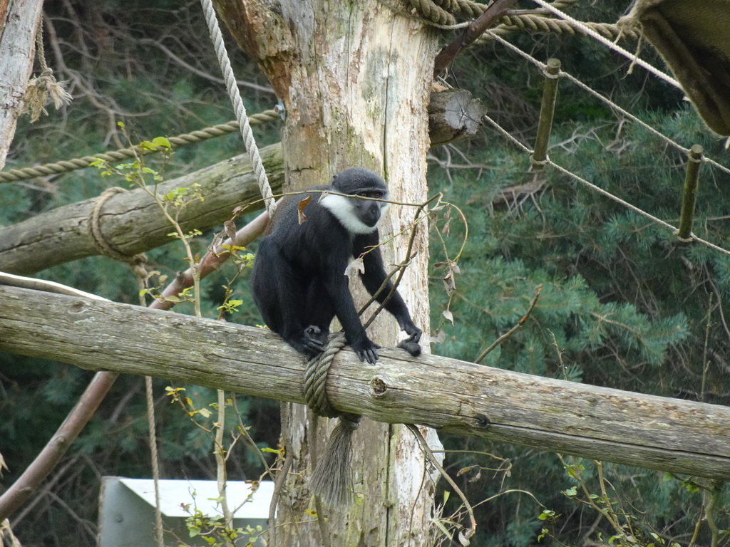 L`Hoest`s Monkey at the Safaripark Beekse Bergen