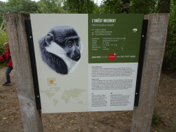 Explanation on the L`Hoest`s Monkey at the Safaripark Beekse Bergen