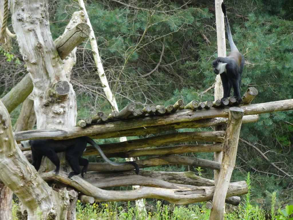 L`Hoest`s Monkey at the Safaripark Beekse Bergen