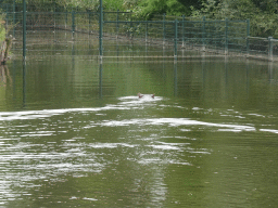 Hippopotamus at the Safaripark Beekse Bergen