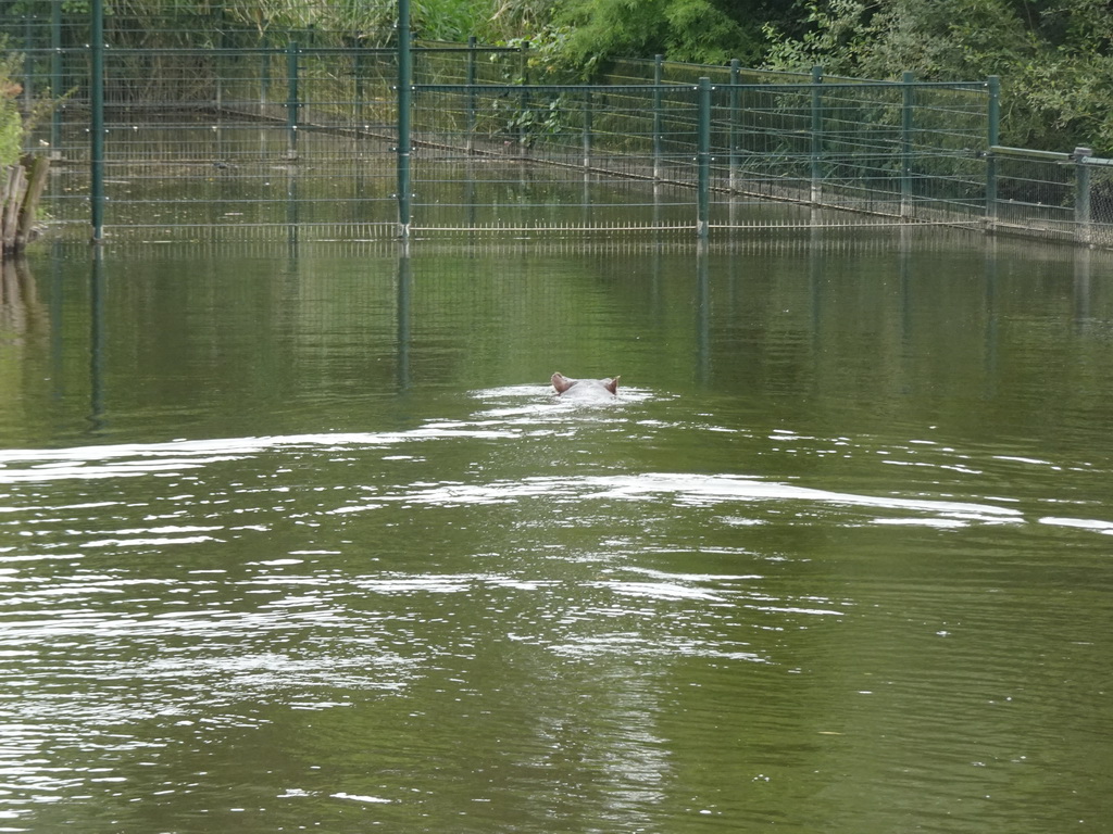 Hippopotamus at the Safaripark Beekse Bergen