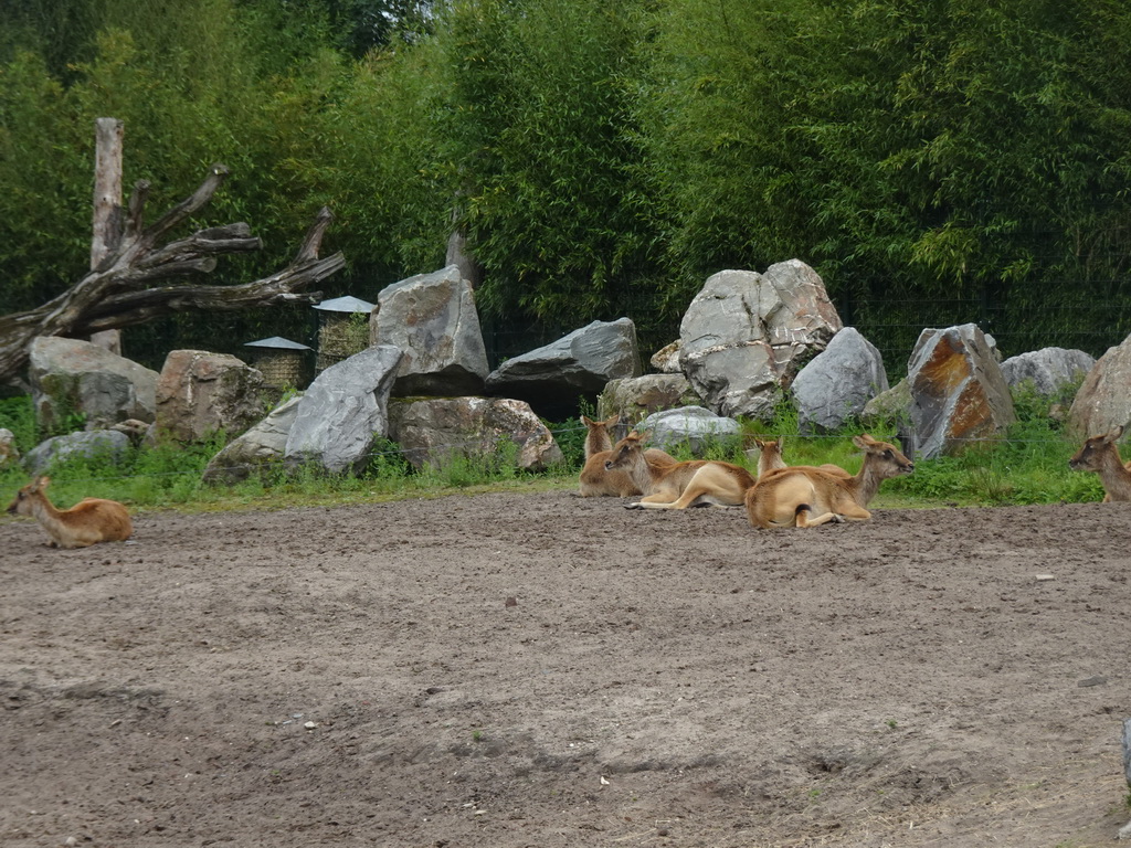 Nile Lechwes at the Safaripark Beekse Bergen