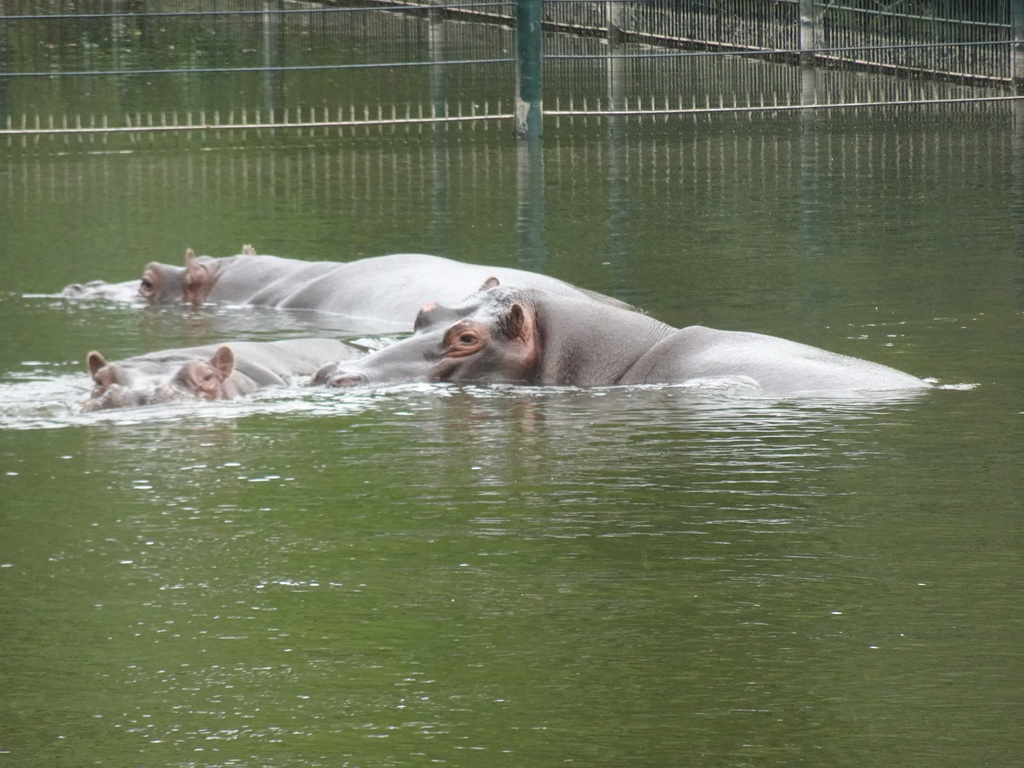 Hippopotamuses at the Safaripark Beekse Bergen