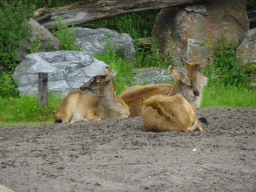 Nile Lechwes at the Safaripark Beekse Bergen