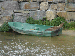 California Sea Lion at the Safaripark Beekse Bergen