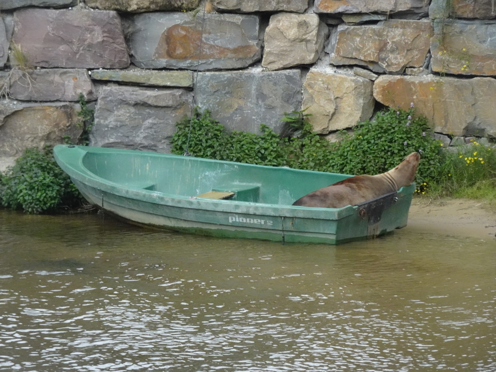 California Sea Lion at the Safaripark Beekse Bergen