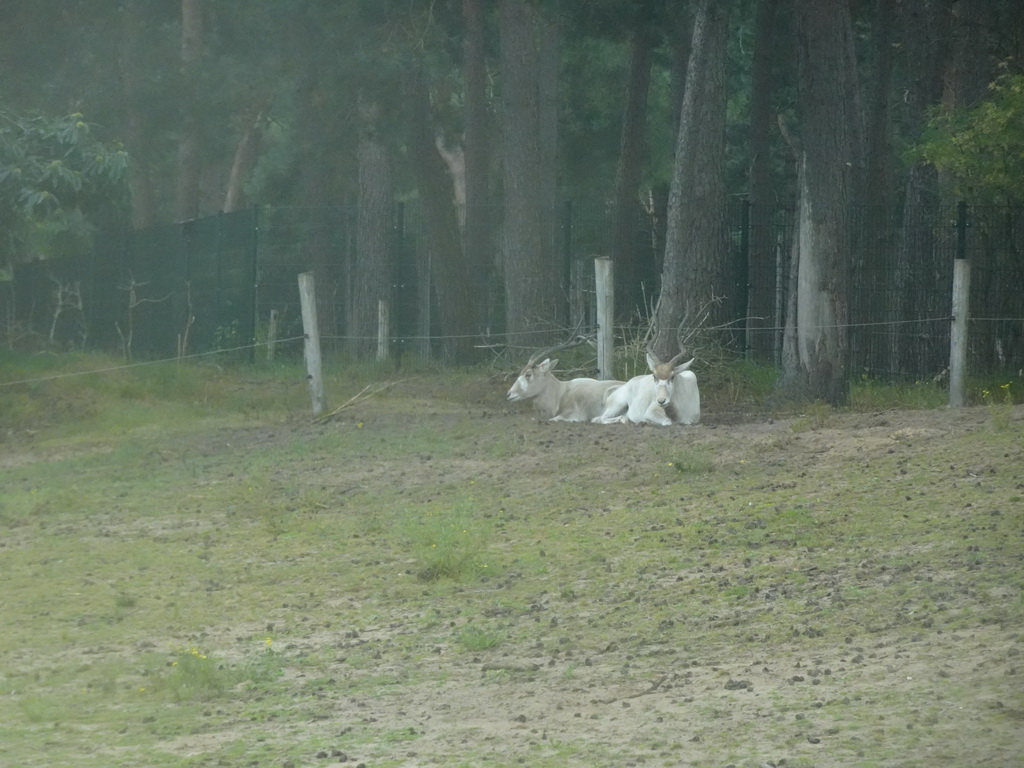 Addaxes at the Safaripark Beekse Bergen, viewed from the car during the Autosafari