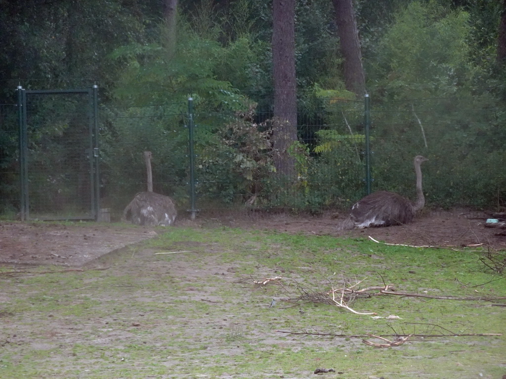 Ostriches at the Safaripark Beekse Bergen, viewed from the car during the Autosafari