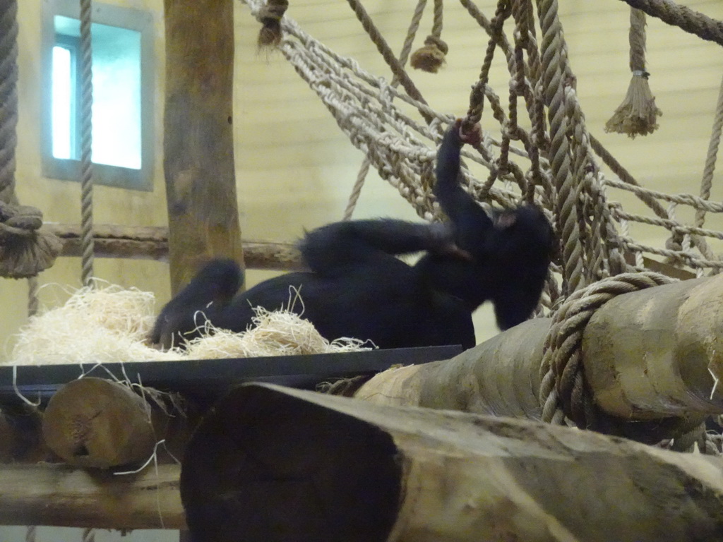 Chimpanzees at the Safaripark Beekse Bergen