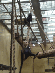 Chimpanzees at the Safaripark Beekse Bergen