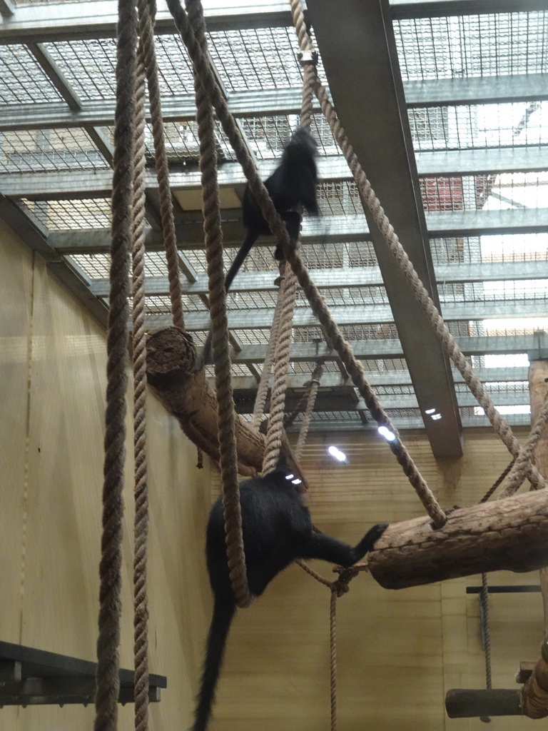 Chimpanzees at the Safaripark Beekse Bergen