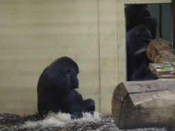 Gorillas at the Safaripark Beekse Bergen