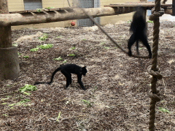 Black Crested Mangabeys at the Safaripark Beekse Bergen