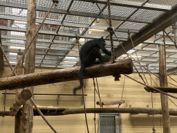 Black Crested Mangabey at the Safaripark Beekse Bergen