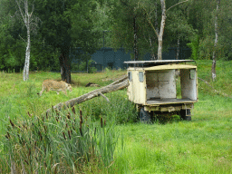 Jeep and Lions at the Safaripark Beekse Bergen