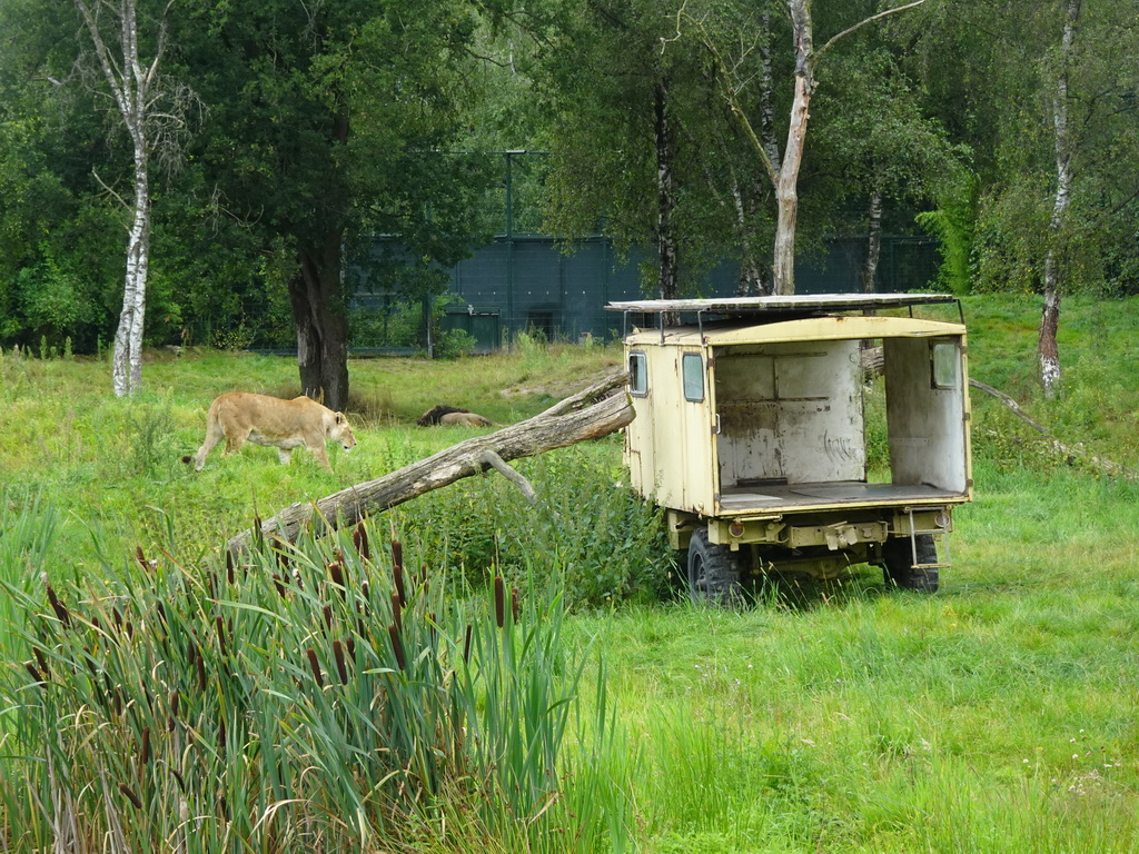 Jeep and Lions at the Safaripark Beekse Bergen