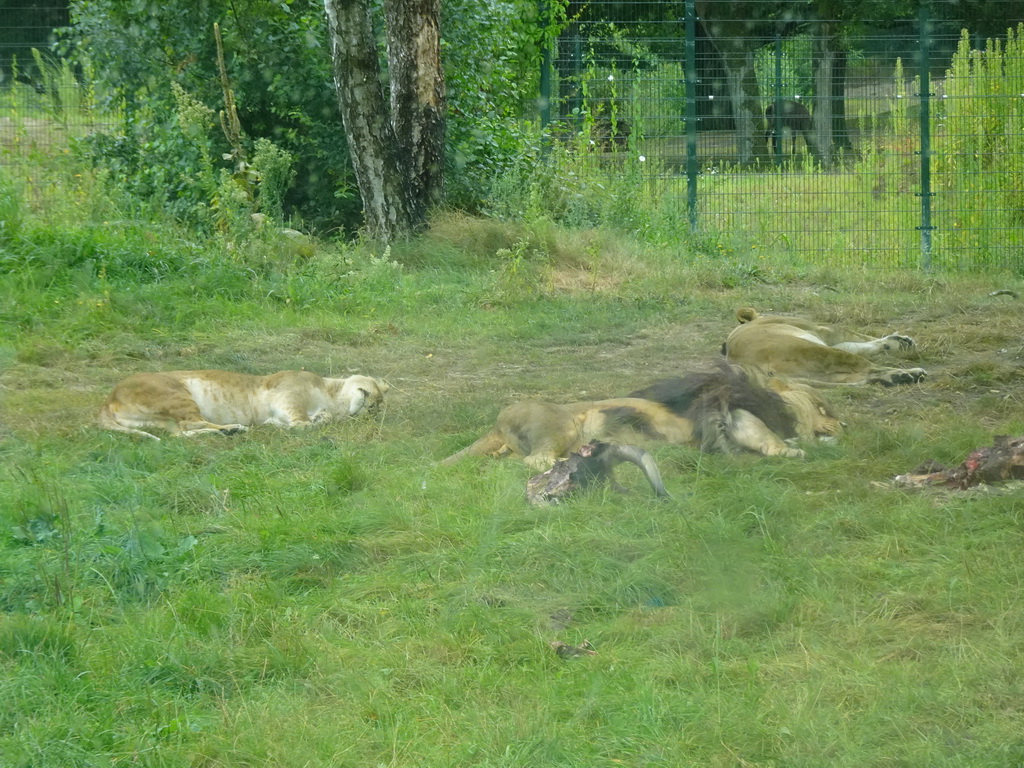 Lions at the Safaripark Beekse Bergen