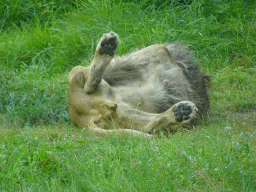 Lion at the Safaripark Beekse Bergen