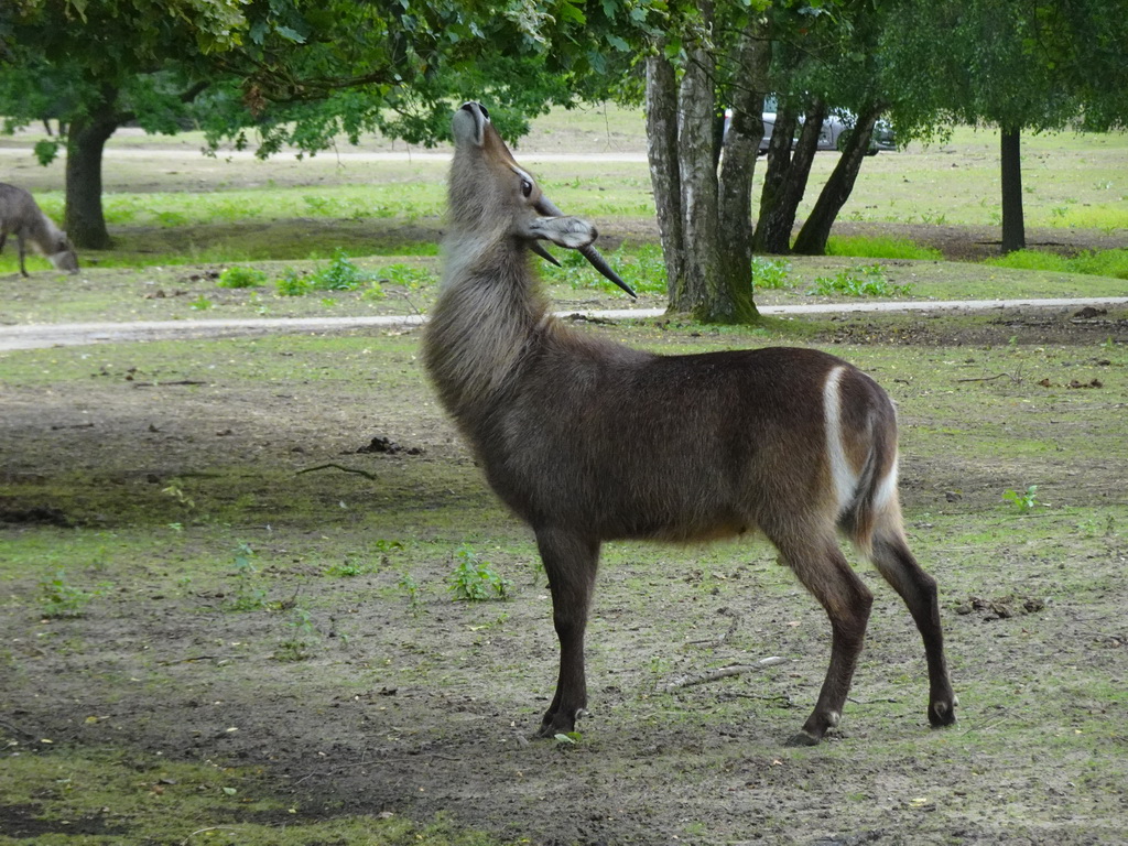 Waterbucks at the Safaripark Beekse Bergen