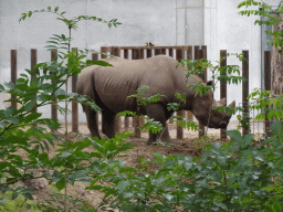 Square-lipped Rhinoceros at the Safaripark Beekse Bergen