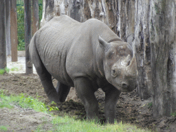 Square-lipped Rhinoceros at the Safaripark Beekse Bergen