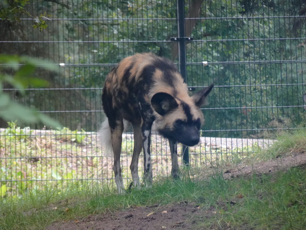 African Wild Dog at the Safaripark Beekse Bergen