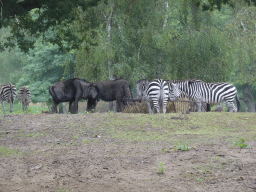 Grévy`s Zebras and Wildebeests at the Safaripark Beekse Bergen