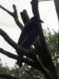 Northern Ground Hornbill at the Safaripark Beekse Bergen