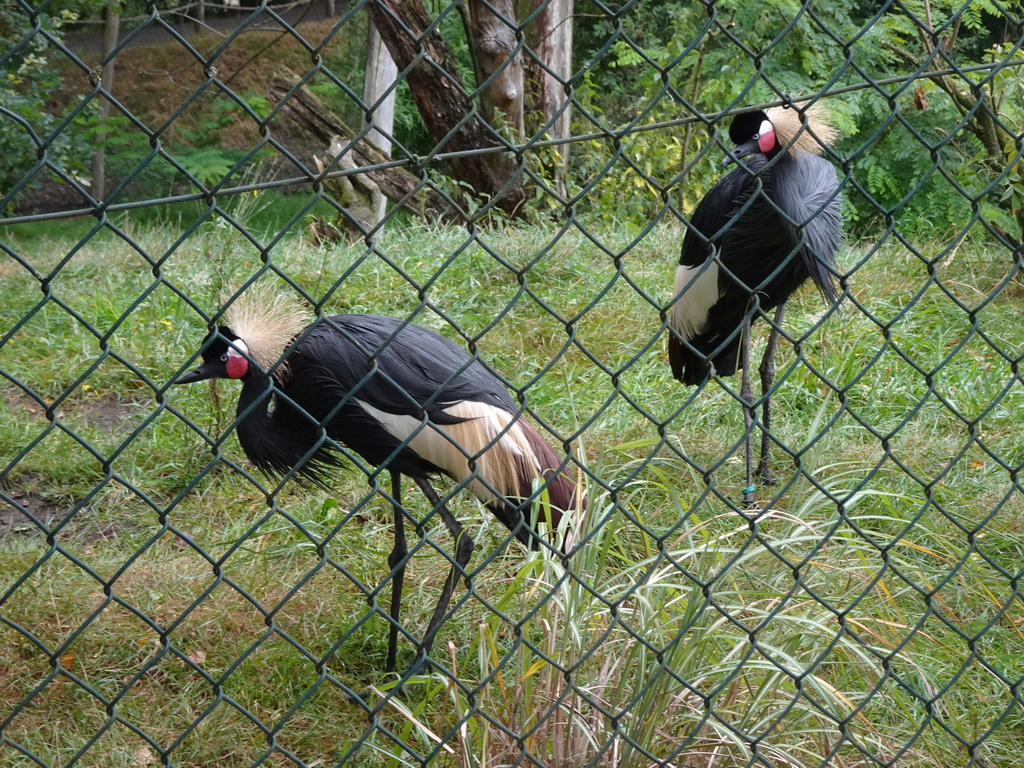 Grey Crowned Cranes at the Safaripark Beekse Bergen