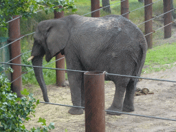 African Elephant at the Safaripark Beekse Bergen