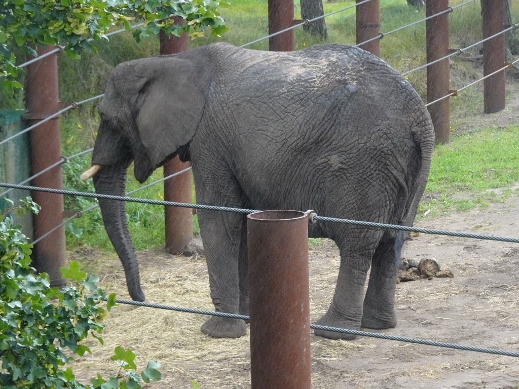 African Elephant at the Safaripark Beekse Bergen