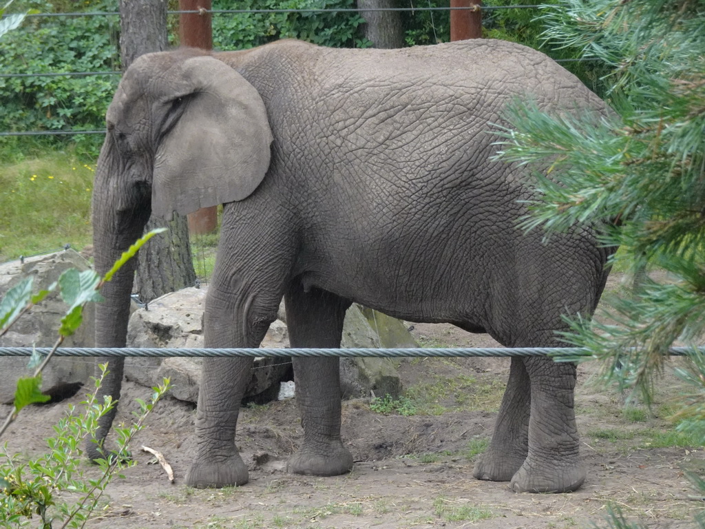 African Elephant at the Safaripark Beekse Bergen