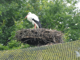 Stork on top of the aviary at the Safaripark Beekse Bergen