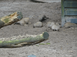 Banded Mongooses at the Safaripark Beekse Bergen