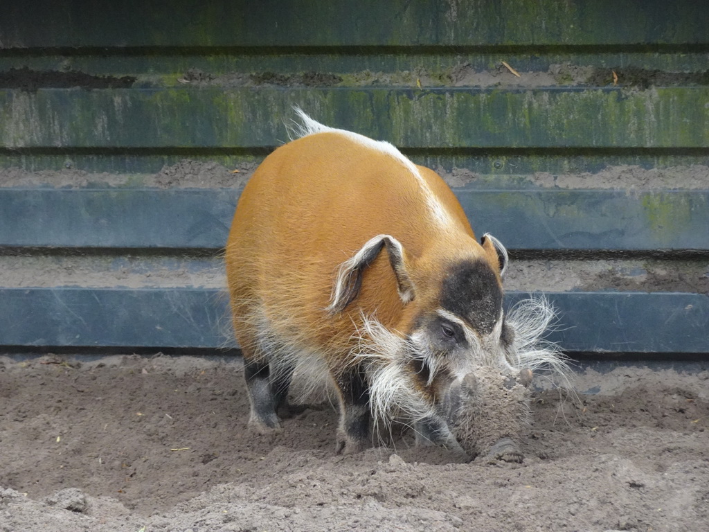 Red River Hog at the Safaripark Beekse Bergen