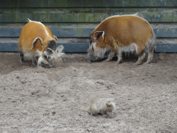 Red River Hogs and Banded Mongoose at the Safaripark Beekse Bergen