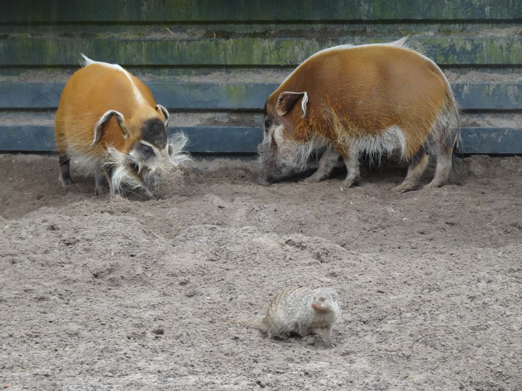 Red River Hogs and Banded Mongoose at the Safaripark Beekse Bergen