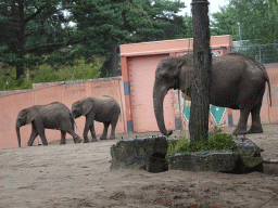 African Elephants at the Safaripark Beekse Bergen