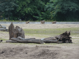 Hamadryas Baboons at the Safaripark Beekse Bergen