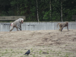 Hamadryas Baboons at the Safaripark Beekse Bergen