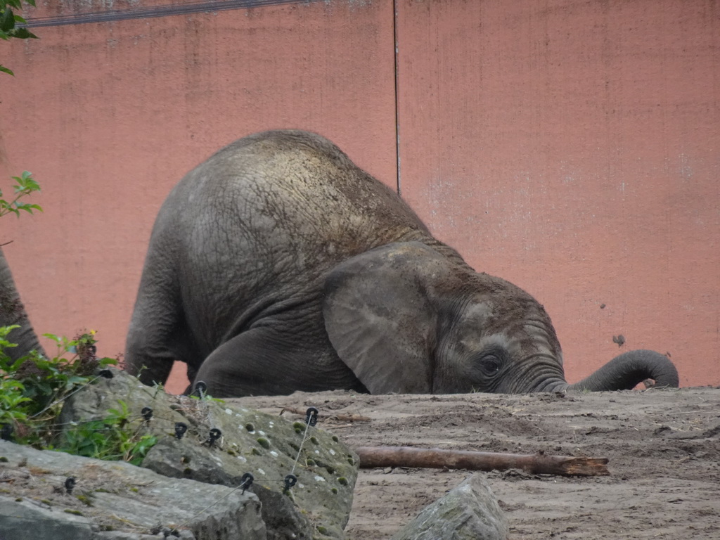 African Elephant at the Safaripark Beekse Bergen