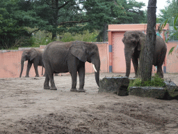 African Elephants at the Safaripark Beekse Bergen