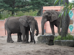 African Elephants at the Safaripark Beekse Bergen