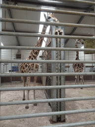 Rothschild`s Giraffes at the Safaripark Beekse Bergen