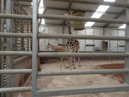 Rothschild`s Giraffes at the Safaripark Beekse Bergen