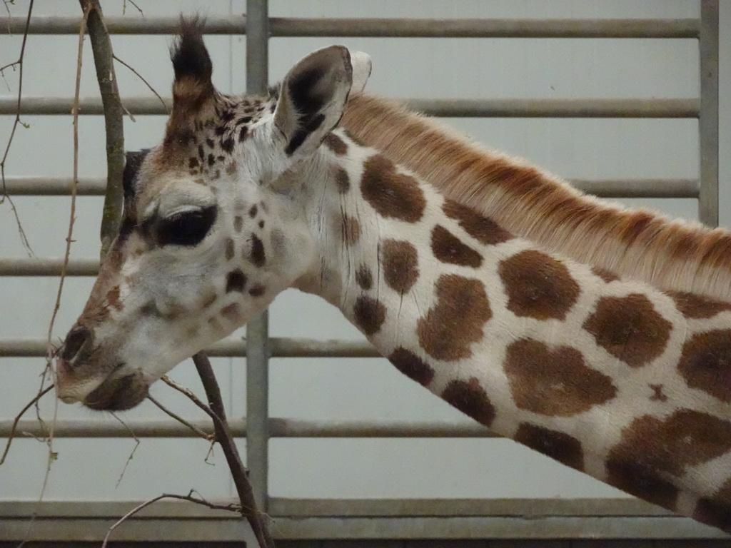 Young Rothschild`s Giraffe at the Safaripark Beekse Bergen