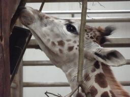 Head of a Rothschild`s Giraffe at the Safaripark Beekse Bergen