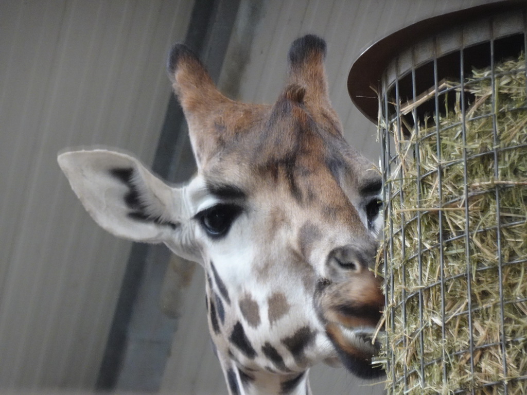 Head of a Rothschild`s Giraffe at the Safaripark Beekse Bergen